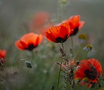 Записки астраханского натуралиста. Не пропустите цветение маков