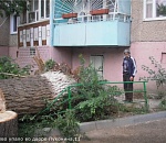 В Астрахани на улице Луконина рухнуло огромное дерево