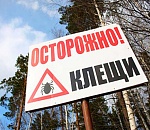 Клещи покусали 119 астраханцев