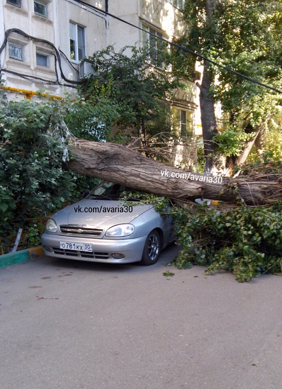 В Астрахани дерево упало на припаркованные автомобили
