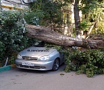 В Астрахани дерево упало на припаркованные автомобили