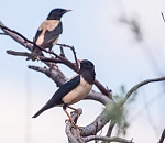 Записки астраханского натуралиста. Розовый скворец, птица-мечта