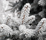 Завтра в Астраханской области ожидают изморозь и ветер