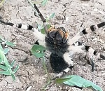 Астраханец заснял страшного паука: видео