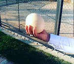 Вот это яйцо! В астраханском зоопарке показали, из чего готовят омлет