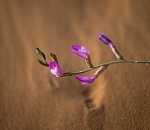 Записки астраханского натуралиста. Цветы полупустыни
