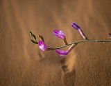 Записки астраханского натуралиста. Цветы полупустыни