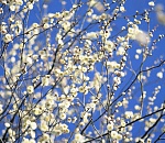 В Астрахань возвращается теплая весенняя погода