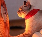 Штормовое предупреждение о 40-градусной жаре снова действует в Астрахани