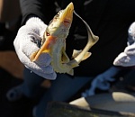 Защита Каспия – в центре внимания ученых, бизнеса и власти