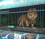 Правда ли, что в передвижном зоопарке в Астрахани умирают животные