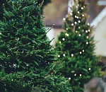 Где в Астрахани будут работать елочные базары