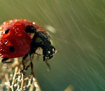 Астраханцам обещают ветреную среду с небольшим дождем