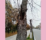 В Астрахани на площади Ленина вместо высохших деревьев высадят краснолиственные клены