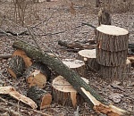 Кто и зачем пилит деревья на Городском острове в Астрахани