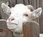 Пожилая астраханка сама отдала мошенникам почти полмиллиона