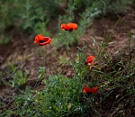 Записки астраханского натуралиста. Маки цветут все реже