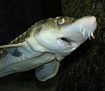 Браконьеры ставят рекорды: астраханские пограничники изъяли у браконьеров из Азербайджана почти 500 осетров