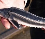 В Астрахани впервые выпустили укрупненную молодь осетровых