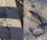 Под Астраханью обнаружили диких пиявок: видео