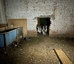 Подозреваемый в краже 75 гусей астраханец, заявил, что подарил птиц другу