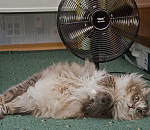 Жара будет донимать астраханцев и на следующей неделе