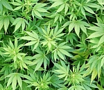 Астраханец, сделавший килограммовый запас наркотиков, пошел под суд