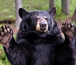 Многостаночники на праймериз «Единой России»