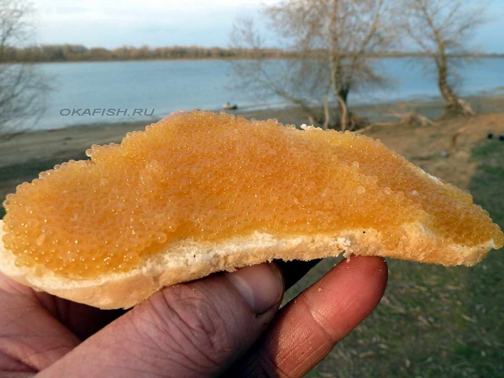Цена на щучью икру может побить исторический максимум