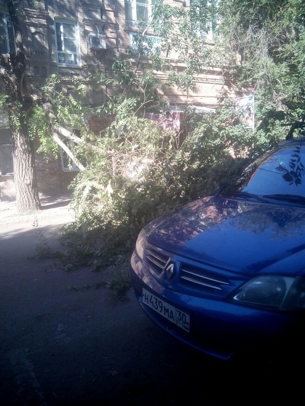 В центре Астрахани упало дерево