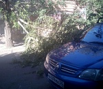 В центре Астрахани упало дерево
