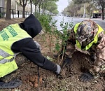 Пузыреплодник и бирючина украсят Астрахань этой осенью