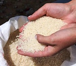 В ближайшие три года рисовые посадки в Астраханской области должны увеличиться в четыре раза