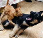 «Темные лошадки» и «старые кони» на довыборах в Астраханскую облдуму