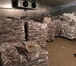 В Астрахани накрыли два подпольных рыбных цеха