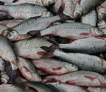 На астраханской границе не впускают и не выпускают рыбу