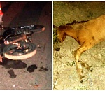 Люди в больнице, животное мертво: на астраханской трассе мотоцикл в темноте налетел на лошадь