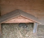 На астраханца напал дикий кот редкой породы