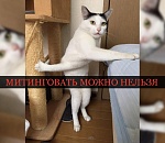 Митинговать под окнами кабинета Игоря Бабушкина будет "можно, но нельзя"