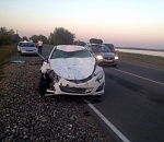 За три дня на астраханских дорогах произошло шесть ДТП с участием крупного рогатого скота