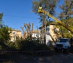 В центре Астрахани больным деревьям сделают обрезание