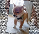 Астраханским школьникам разрешили ругаться матом на собак