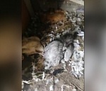 Под Астраханью стаи зверей истребляют домашнюю живность: видео 