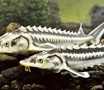 За 2022 год в Астраханской области выпустили более 25 млн штук осетровой молоди