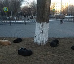 Тимофей Щербаков предлагает повесить бродячих собак на астраханское правительство