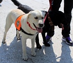 Лабрадоры Норма и Джессика помогают сотрудникам МЧС спасать людей