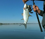 Поддержать обращение вернуть любительскую рыбалку астраханцам может каждый