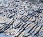 В Астраханской области задержали "Газель" с тонной рыбы и 150 килограммами икры на борту