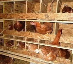 Под Астраханью сотрудники полиции нашли в курятнике неожиданное