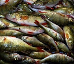  Депутат астраханского сельсовета пошел под суд за покупку и перепродажу браконьерской рыбы